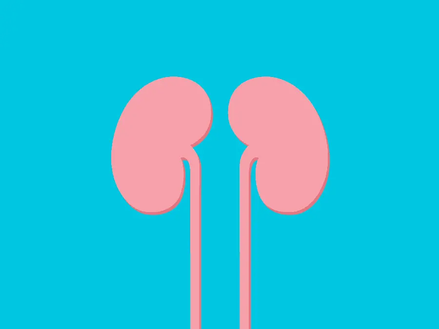 Minimal photo of human kidneys for computer background