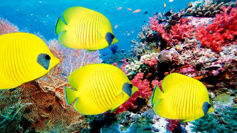 Photo of beautiful yellow fish behind a coral reef