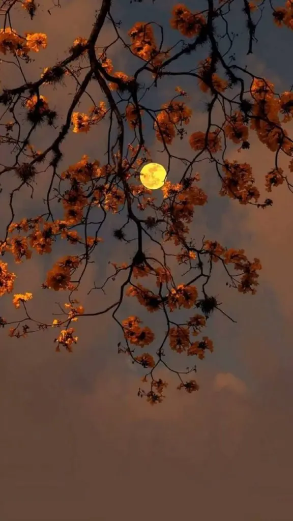 Beautiful autumn tree image for the iPhone background
