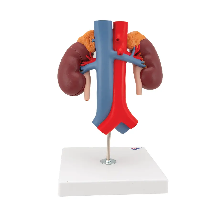 Human Kidney Photo and Model for Table Decor