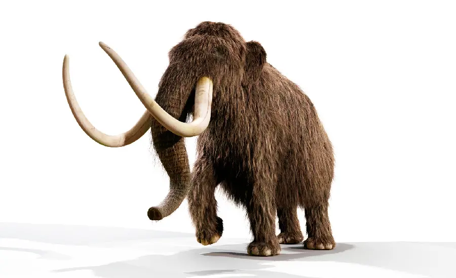 Full HD photo of a young mammoth on a white background