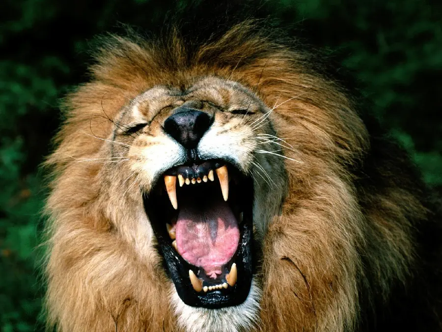 Photo of an adult lion roaring