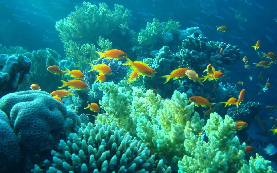 Wallpaper photo of orange fish on the ocean floor