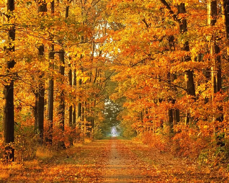 Autumn photo for Telegram, Instagram and WhatsApp profiles