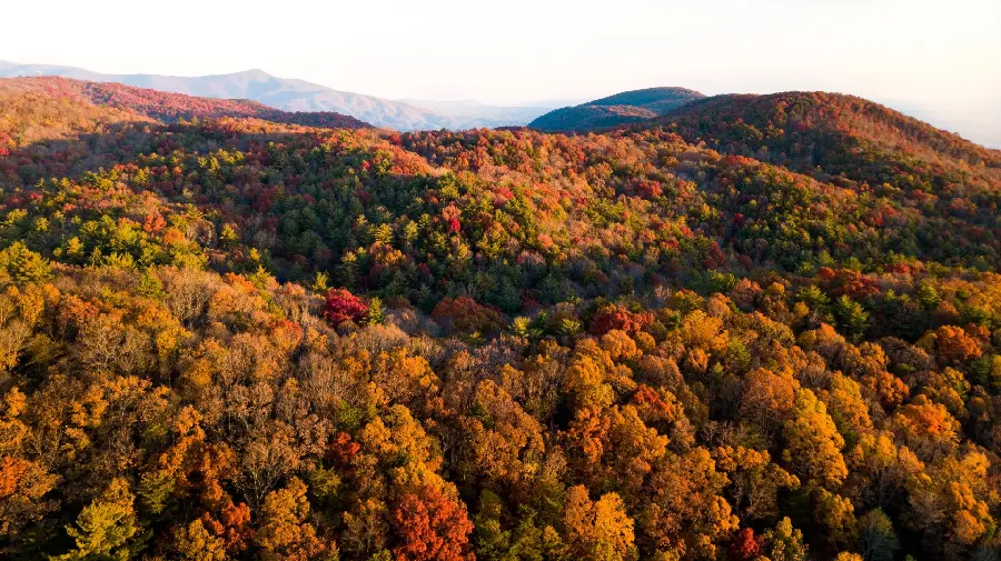 Autumn landscape profile picture and a forest covered with colorful trees
