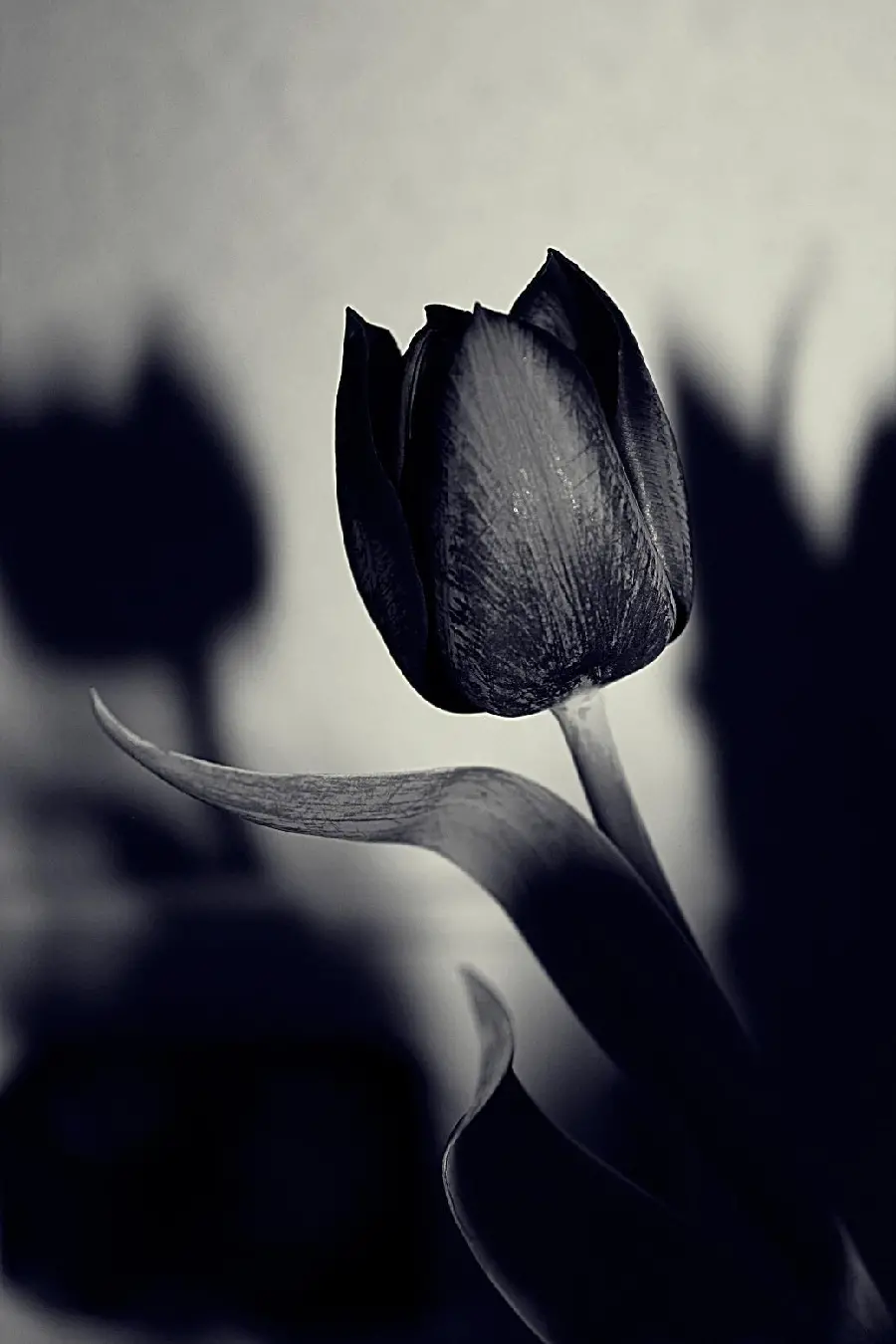 Black tulip wallpaper for mobile