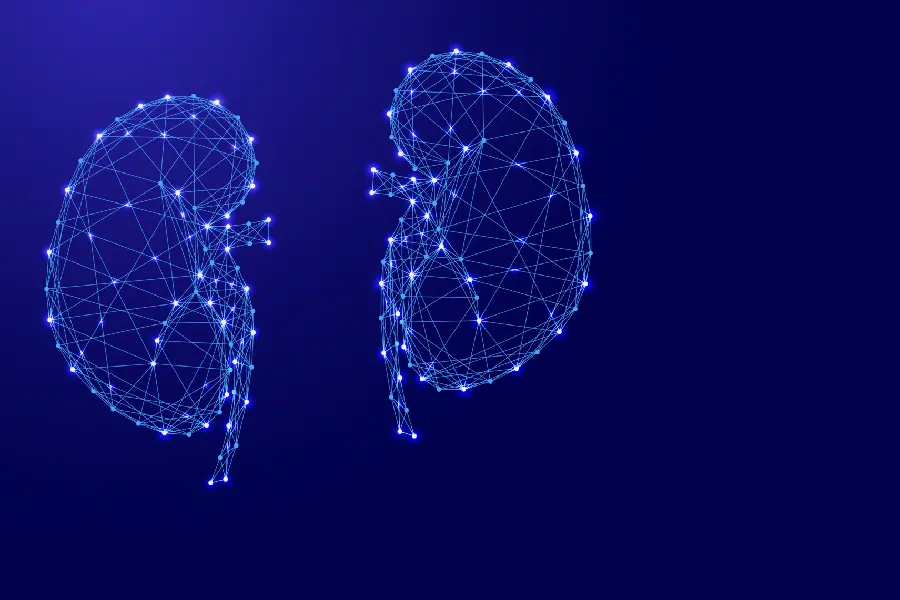 Photo of the kidneys for the background of doctors and physicians