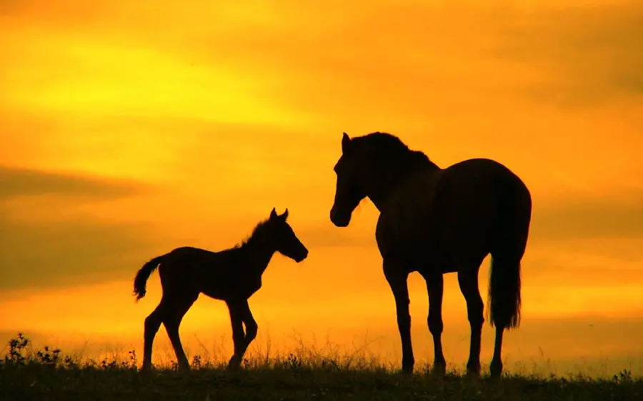 Download HD horse profile photo