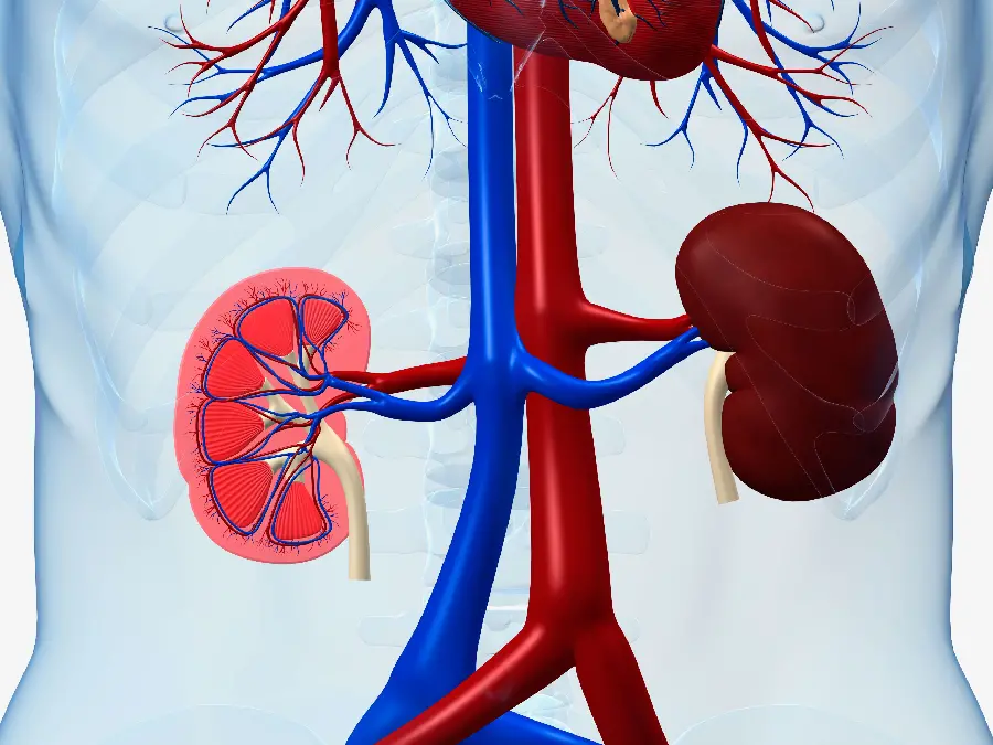 High quality color photo of the kidneys