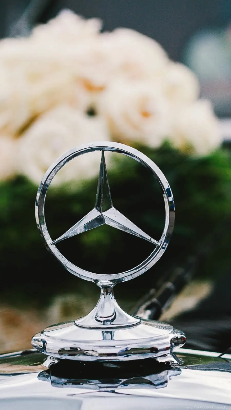 Beautiful and Proud Mercedes Benz Logo on the Hood