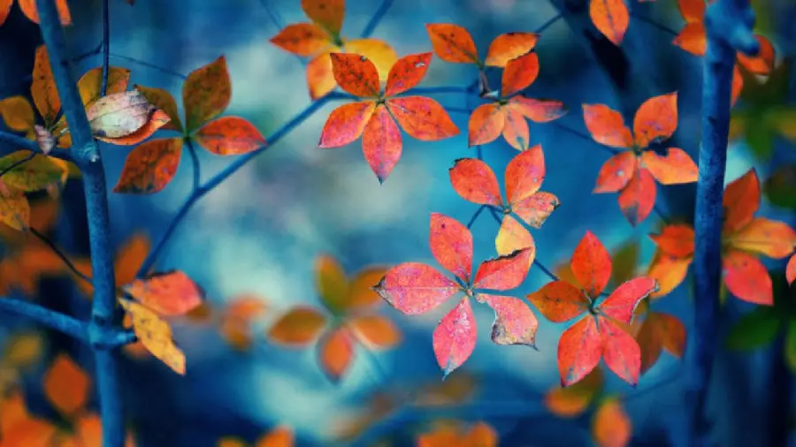 Beautiful and small leaves of trees in autumn for desktop