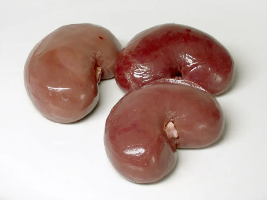 Photo of human kidneys from a very close and interesting view