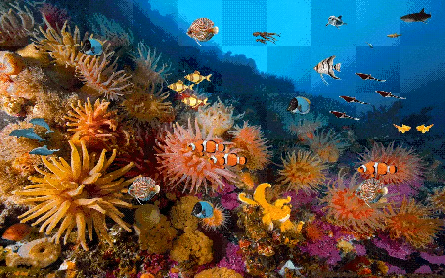 Clownfish and orange and yellow coral reef