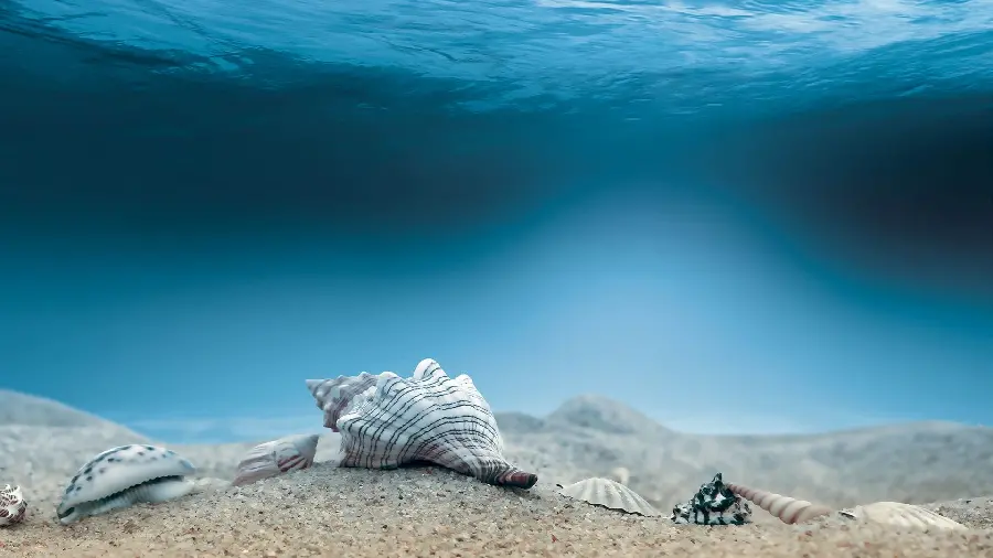 The best photos of the underwater world in HD quality