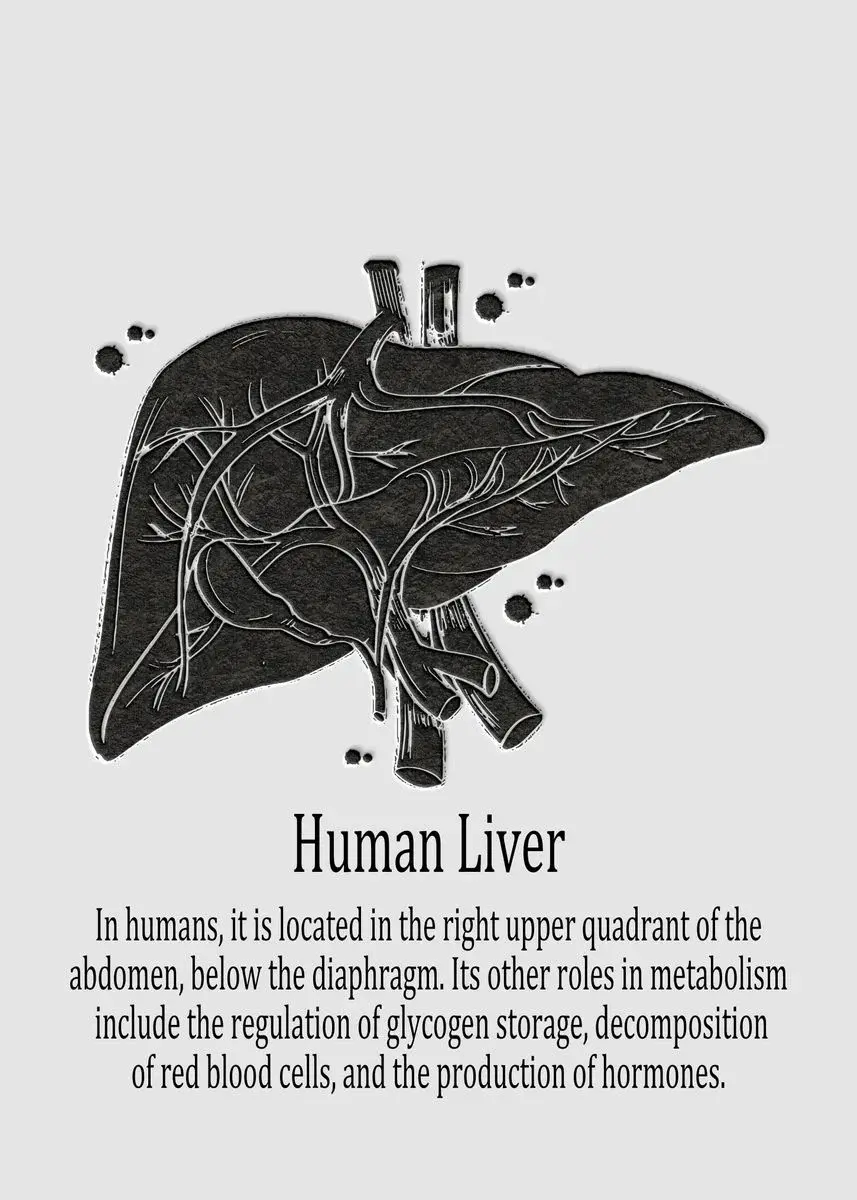 Photo of the human liver in the body