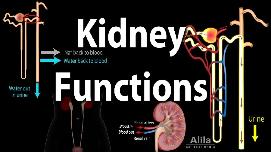 Photo of the functioning system and description of the different parts of a real human kidney