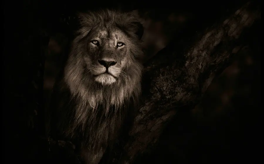 Black and white photo of the lion, the king of the jungle