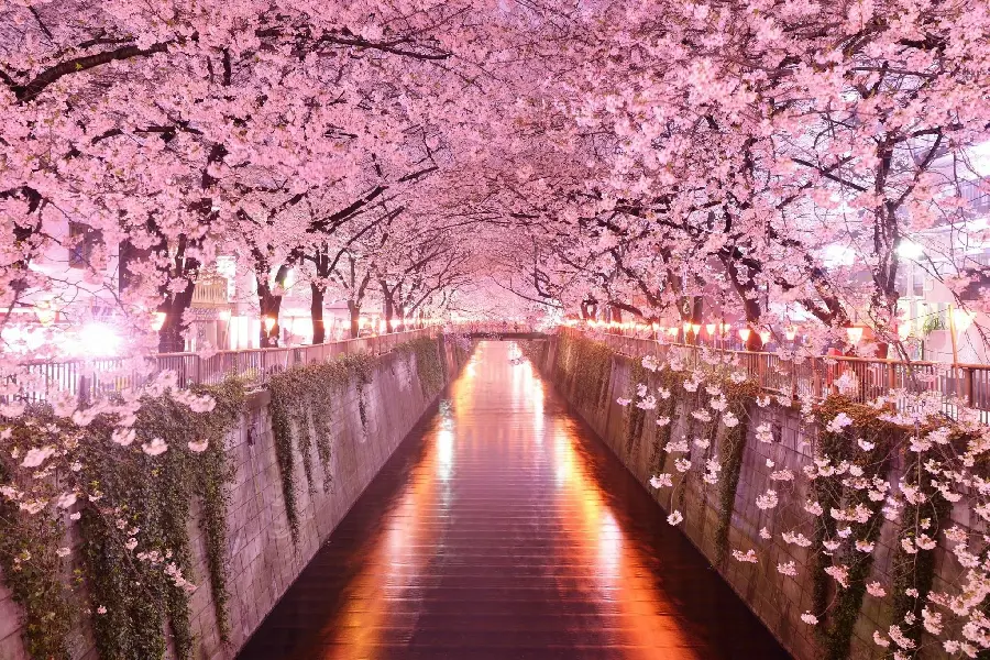 Beautiful spring cherry blossoms image and wallpaper for mobile phone