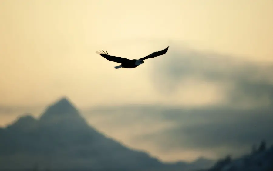 Photo of a bird in the sky with the concept of freedom