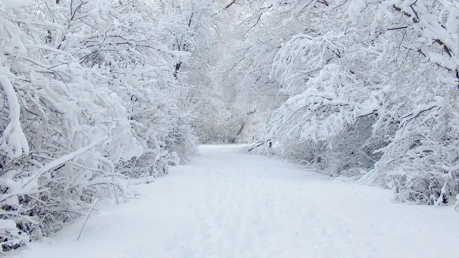 Romantic winter profile photo with beautiful trees with snow on branches and frozen bushes