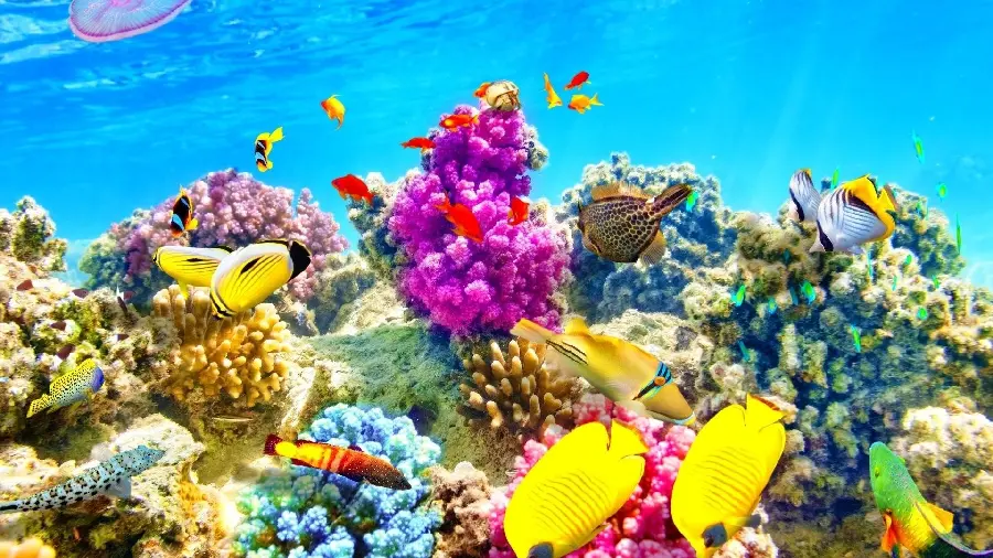 Background of a photo of ocean fish next to corals