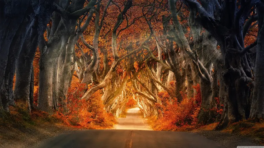 Amazing background of the beautiful autumn season with a view A dream for your mobile phone