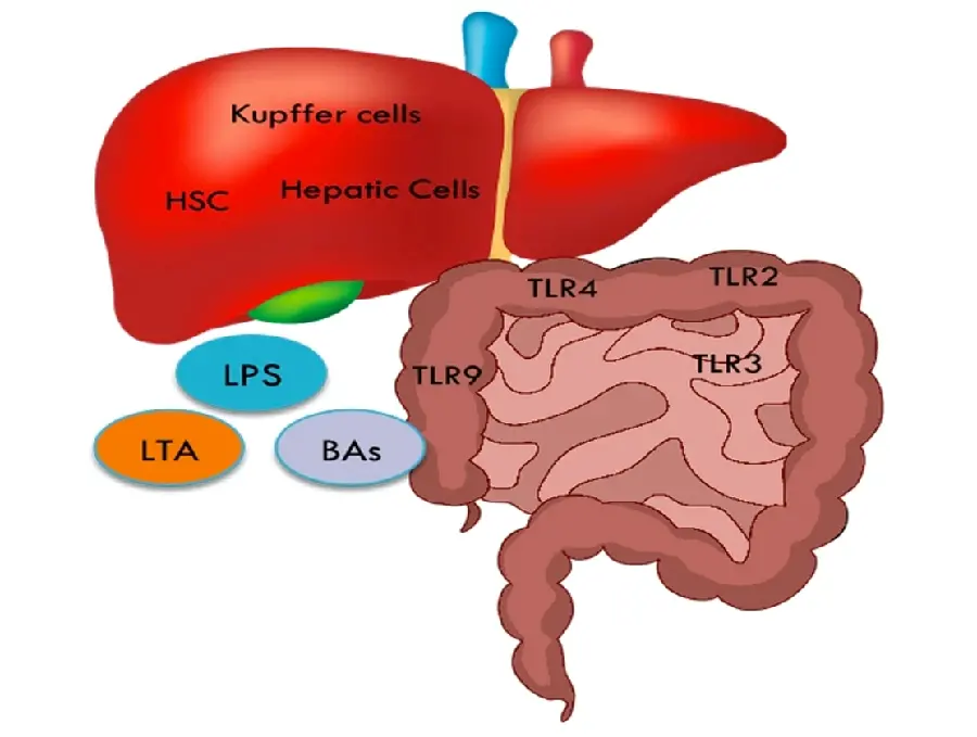 Photo of human liver next to large intestines