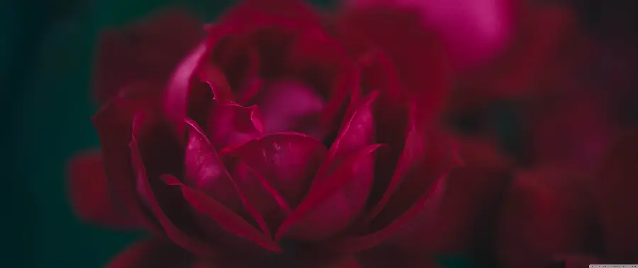 4K quality red rose macro photo