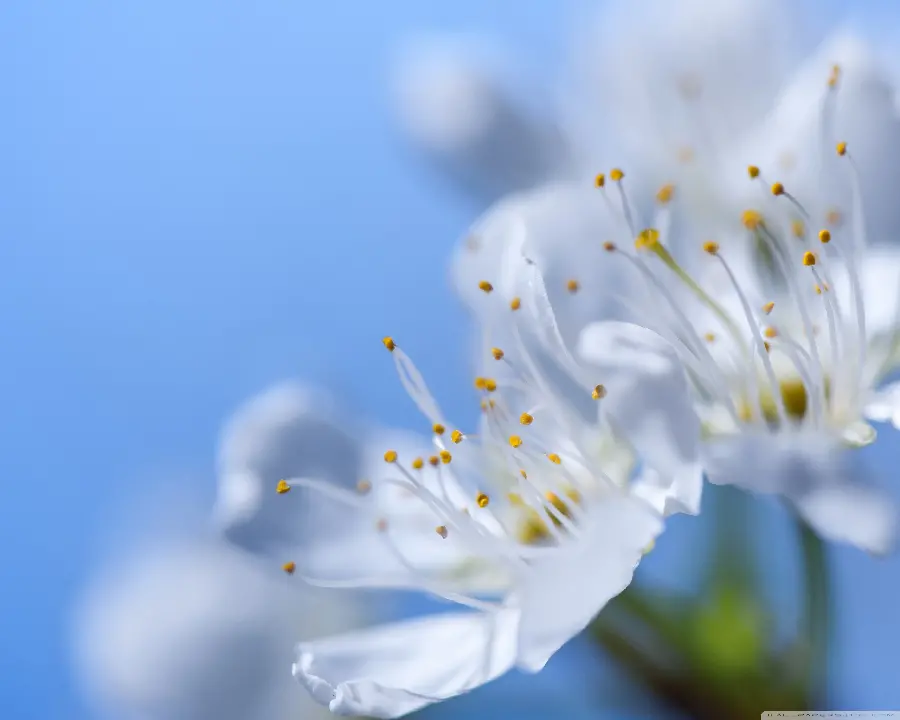Beautiful and spectacular spring blossom in macro