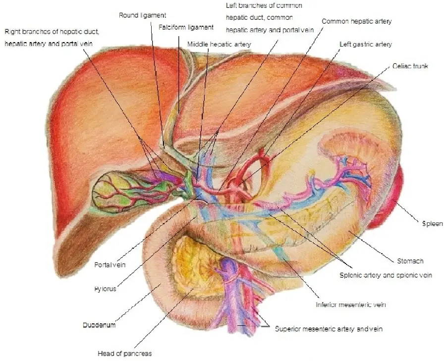 Photo of different parts of human liver in the body