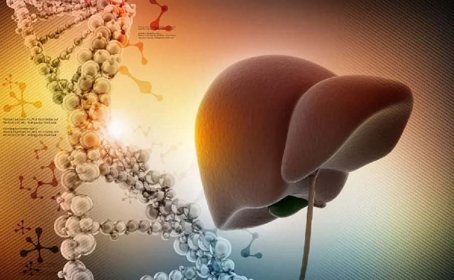 Special and spectacular photo of a real human liver
