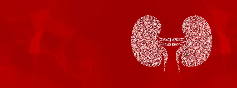 Photo of a human kidney with a red background for a profile