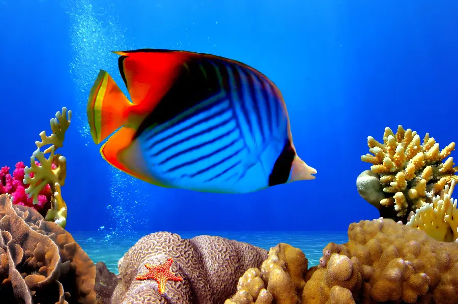 Coral reef and blue butterfly fish in the sea