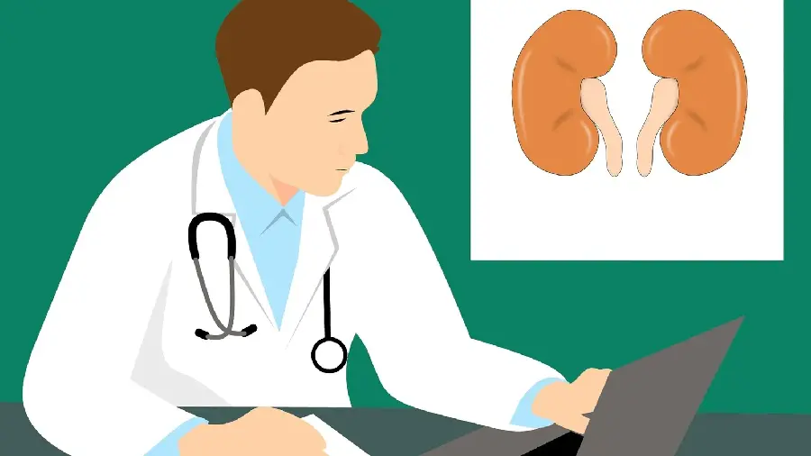 Photo of a doctor and a human kidney for posting on social networks