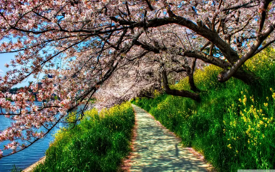Unique Photo of a Dreamy Place in Japan with Pink and White Cherry Blossoms