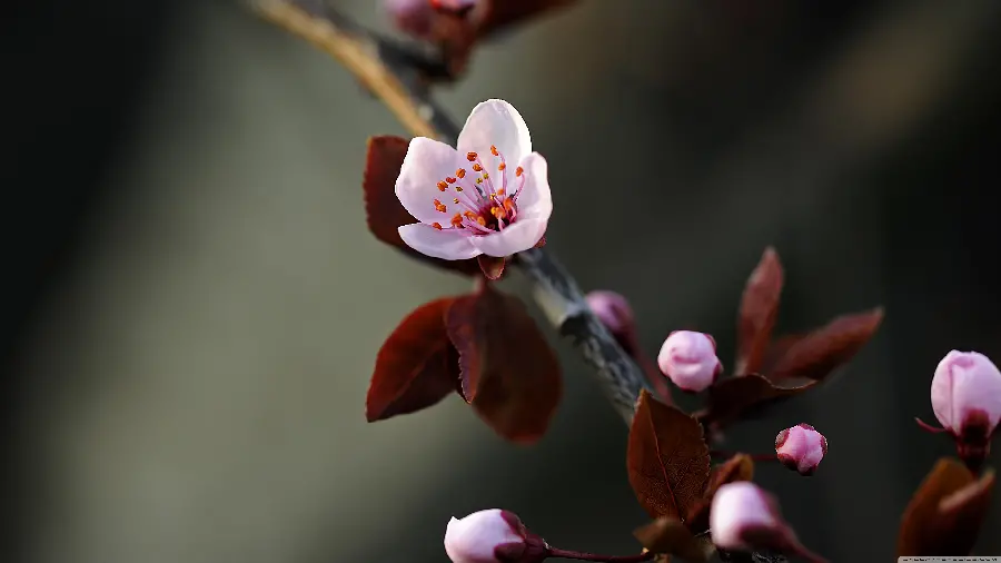 Macro photo of a spring blossom with spectacular quality