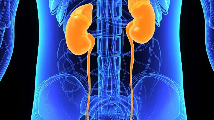 Image of the kidneys in the human body in color
