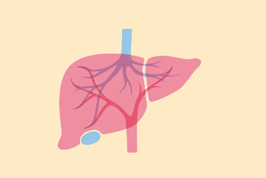 Photo of the liver in the human body