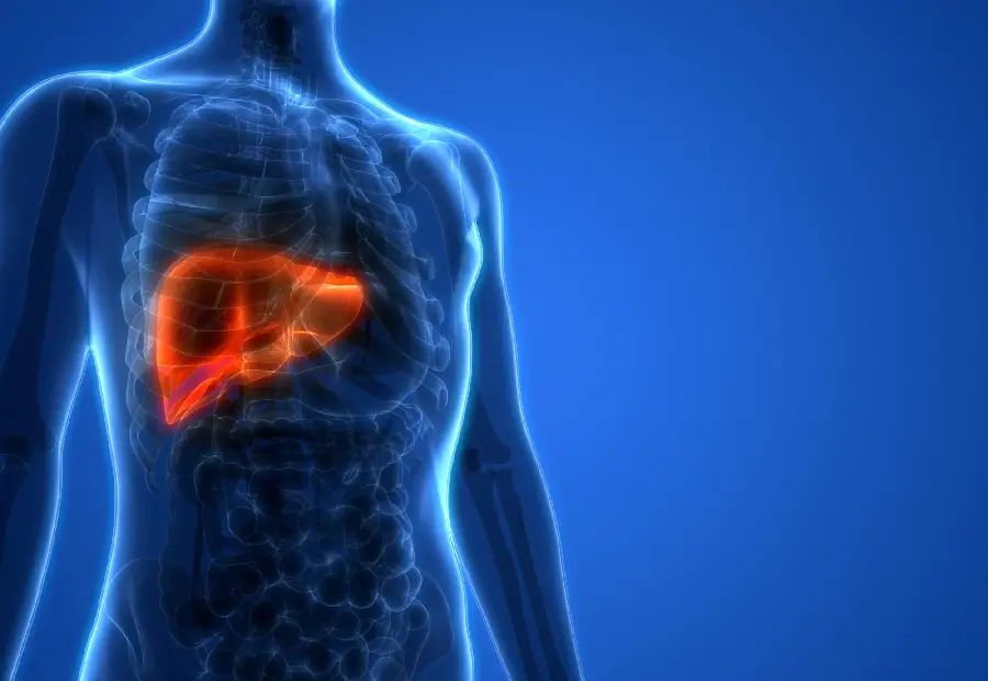 Human Liver Photo for Writing Content on Social Media