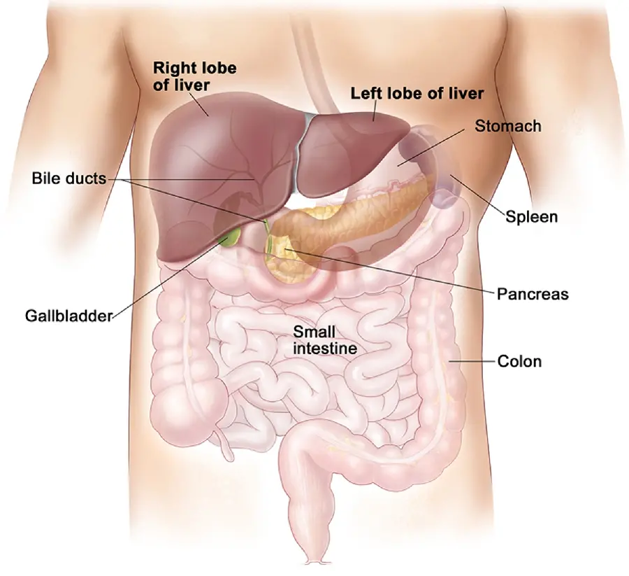 Photo of the anatomy of the organs inside the abdomen with the human liver
