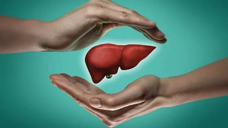 Human Liver Photo for World Liver Day
