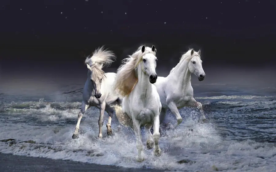 Photos of white and beautiful horses really full hd