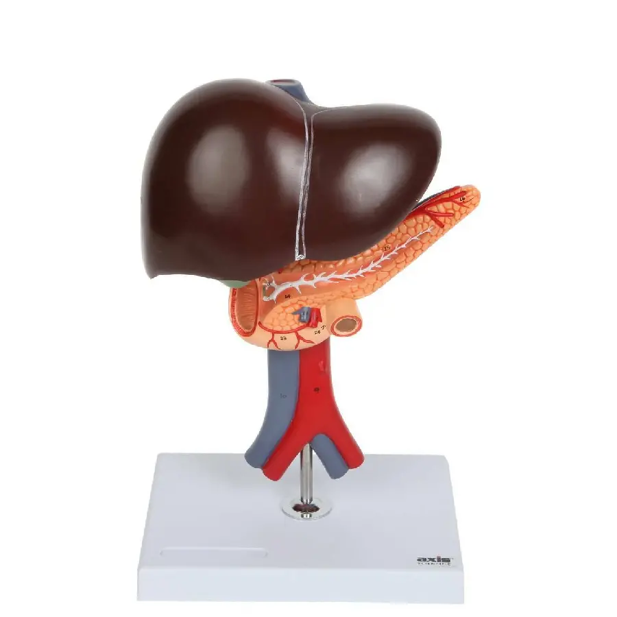 Human liver model image with liver color
