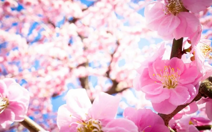 Special and spectacular background image of spring cherry blossoms for phone and computer and laptop