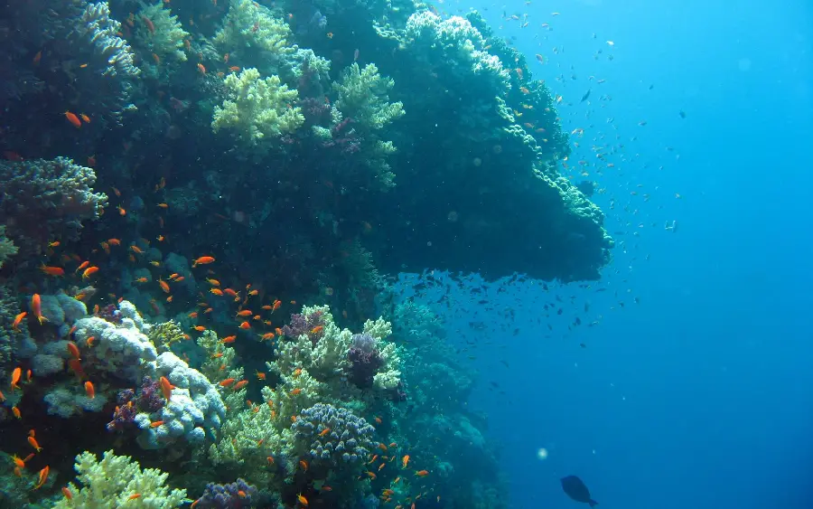 Photo of pristine nature from the depths of the ocean and water in 4k quality