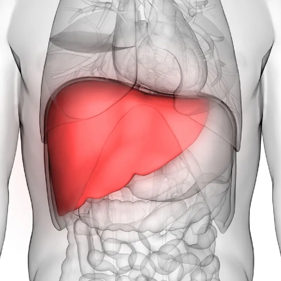 Human Liver Photo for Writing Articles and Research