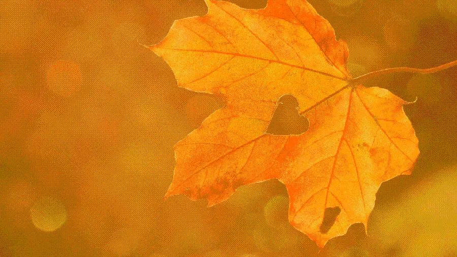 Photo of tree leaves in the beautiful autumn season with a focus on love for profile and wallpaper