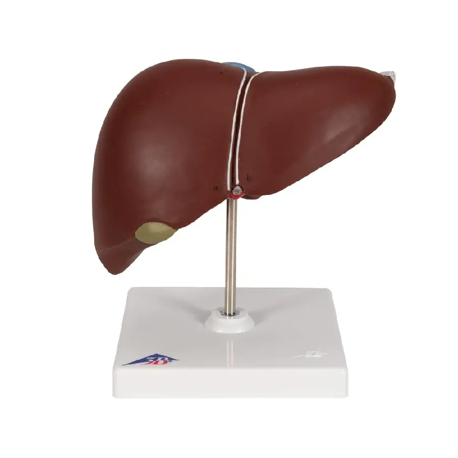 Photo of human liver stand for table decor