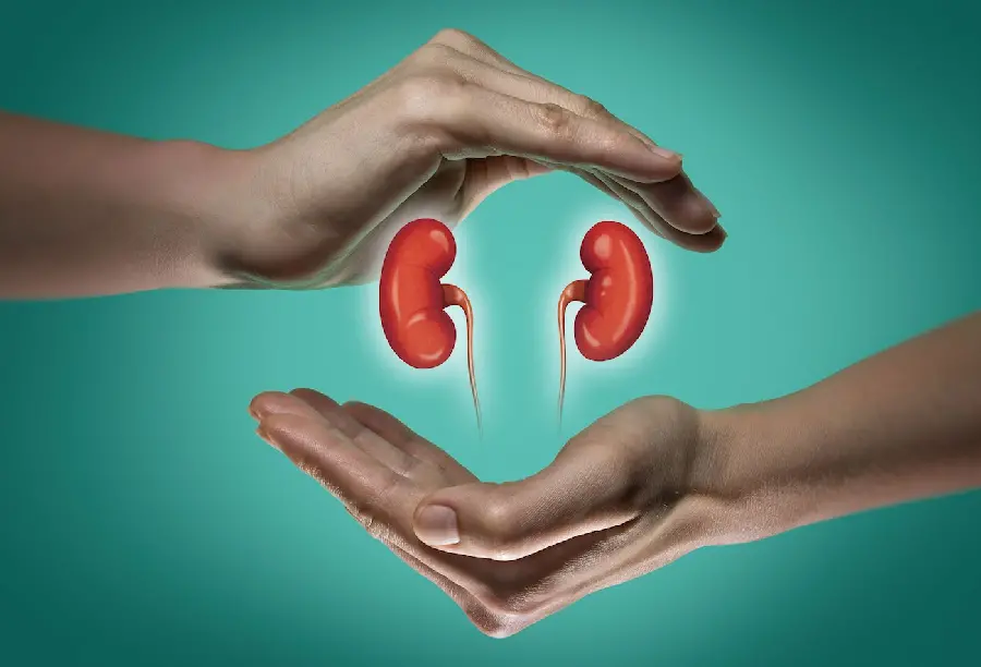 Real Human Kidney Background for Wallpaper Doctors' Computer