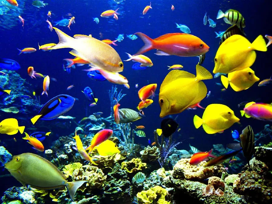 High-quality photo background of colorful ocean fish